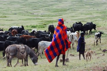 The Maasai taking their livestock into the Ngorongoro Caldera for grazing