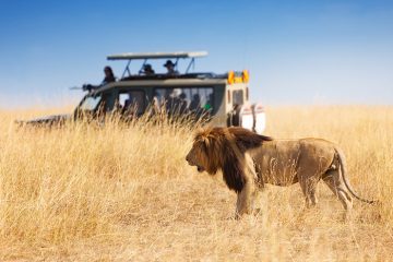 SAFARI-IN-TANZANIA