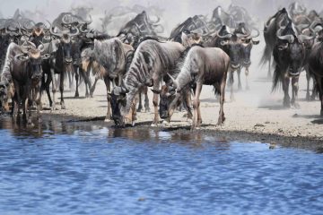 Wildebeest 2