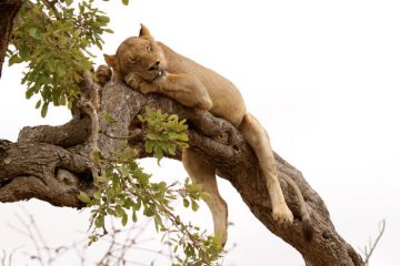 lion on the tree