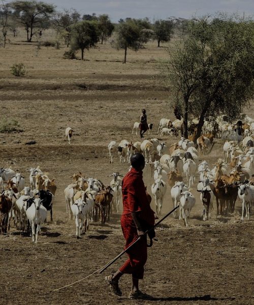 maasai-herdsman-802888_1280