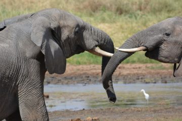 two elephants